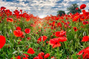 poppies, field, yorkshire-4291705.jpg